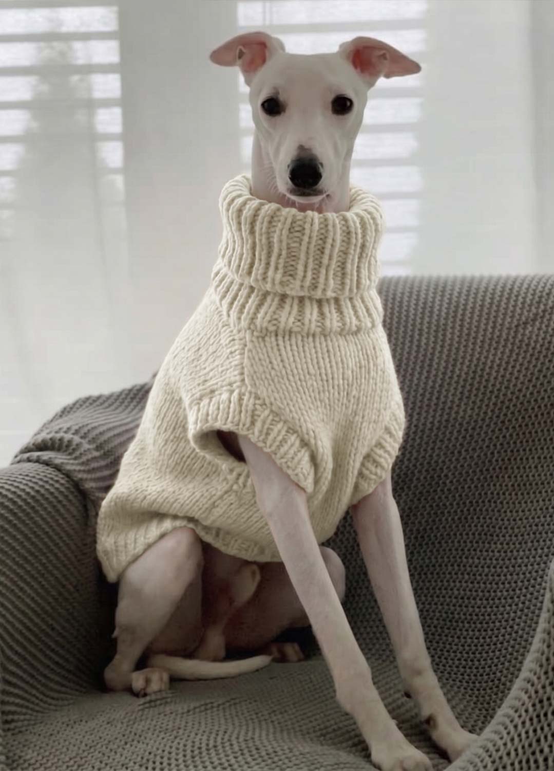 Scooby Sweater Kit para mascotas - Yummy Version